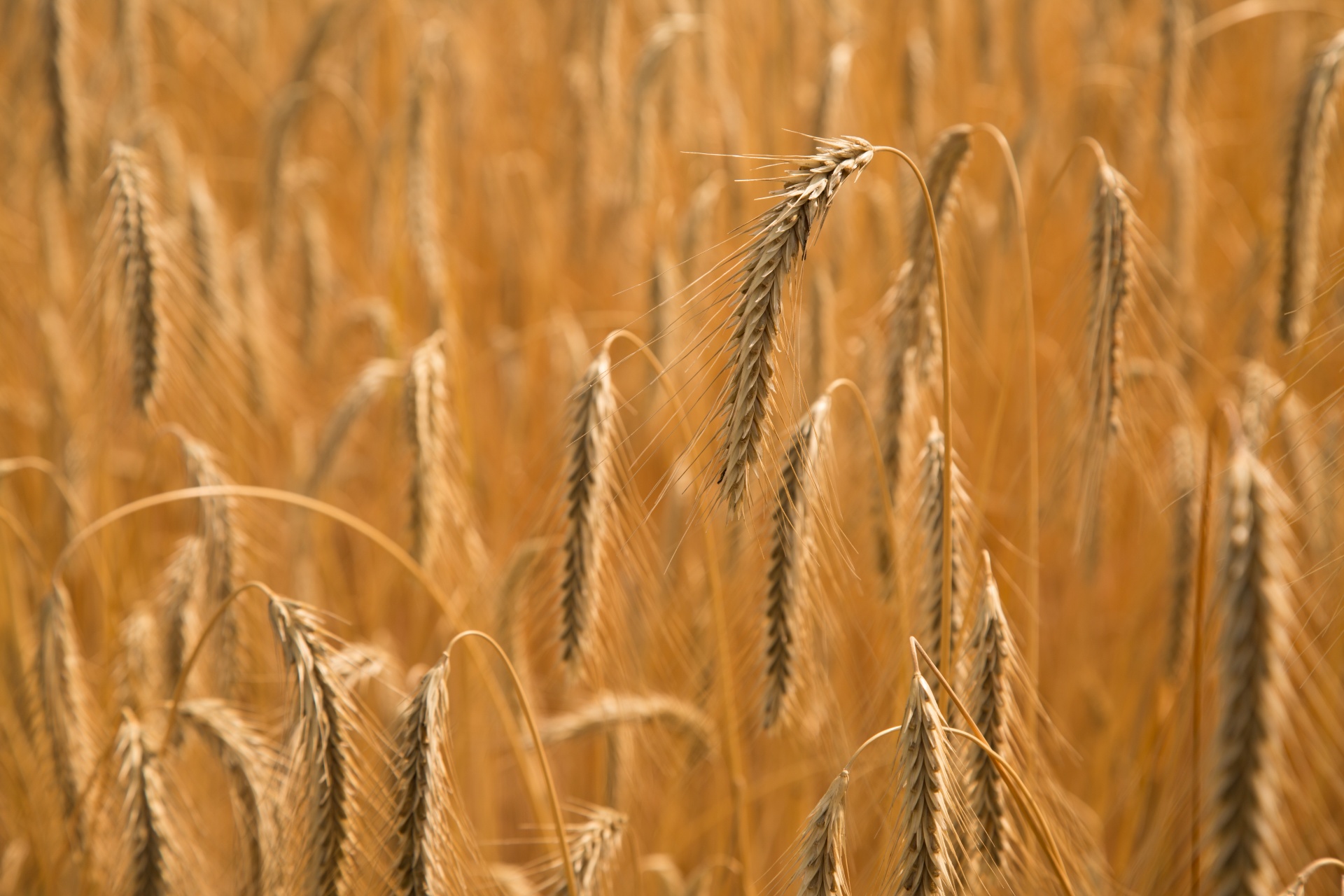Дикая однозернянка пшеница
