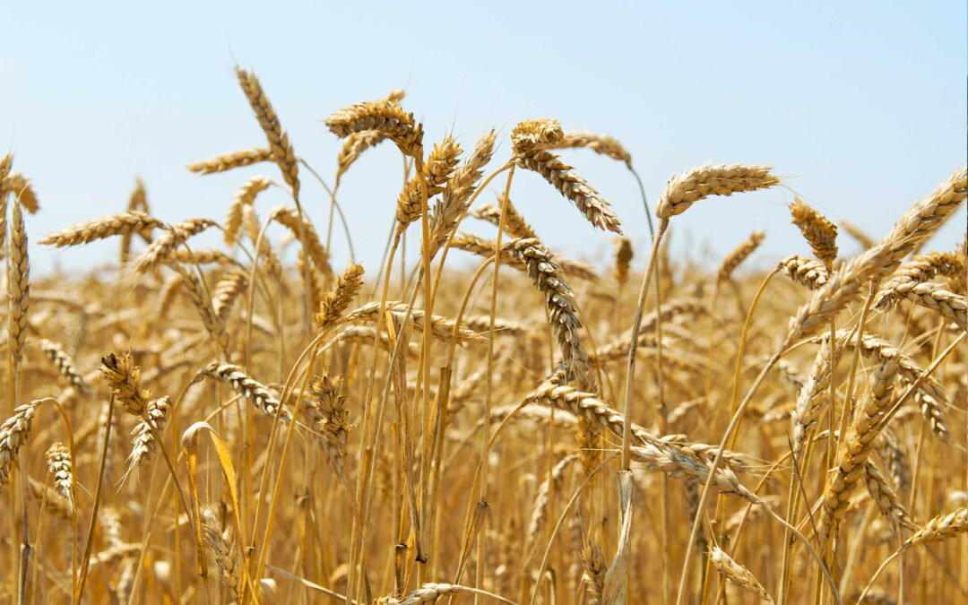 La incertidumbre sobre las cosechas de Rusia eleva los precios de los cereales