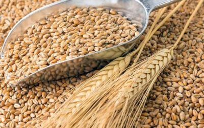 La Unión Europea acuerda imponer aranceles prohibitivos al grano ruso y bielorruso