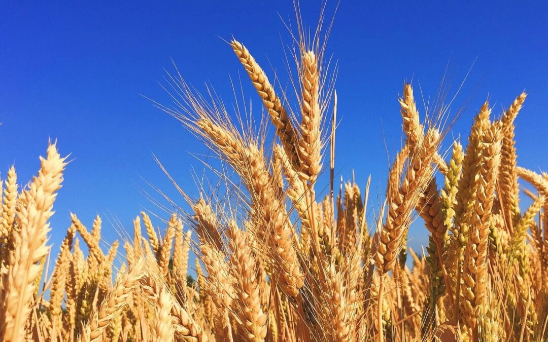 Los precios de los cereales bajan en España en junio ante la previsión de buena cosecha