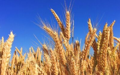 Los precios de los cereales bajan en España en junio ante la previsión de buena cosecha