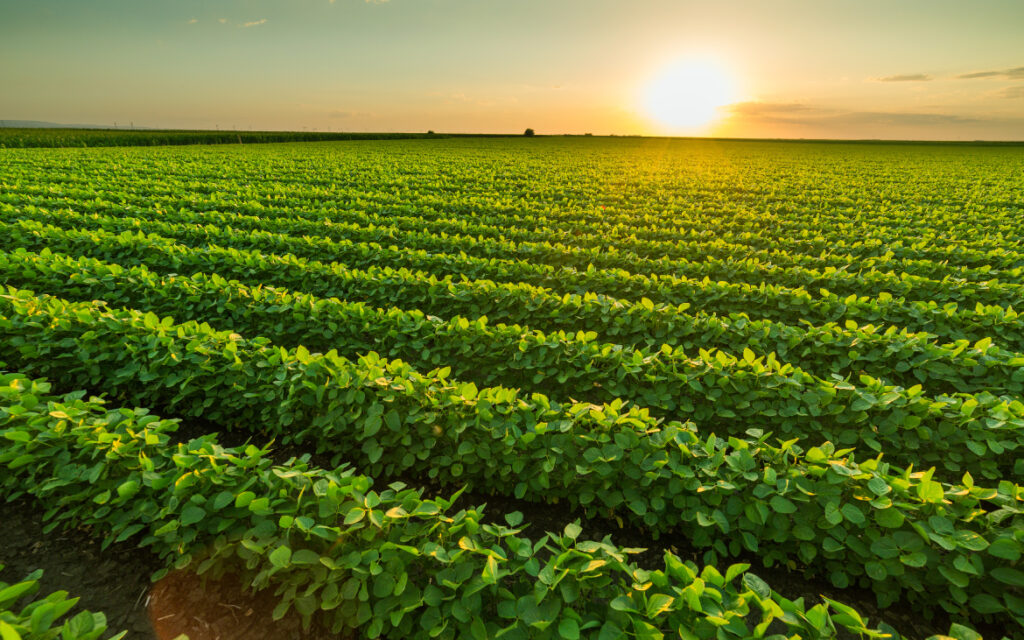 La economía agrícola española se dispara un 8,5 % en 2024 y es la que más crece